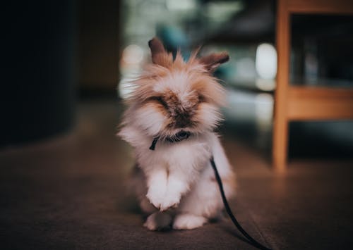 皮带上的兔子选择性聚焦摄影 · 免费素材图片