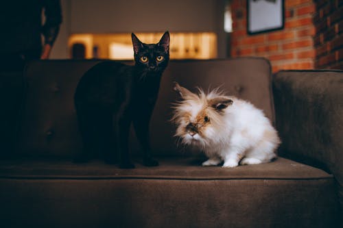 沙发上的黑猫 · 免费素材图片