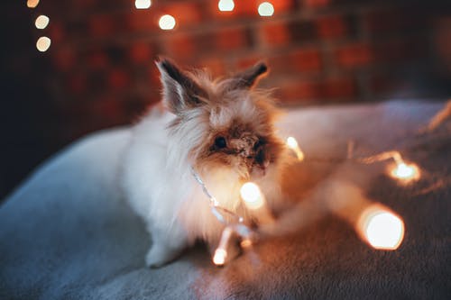 白兔子的串灯附近的选择性聚焦摄影 · 免费素材图片