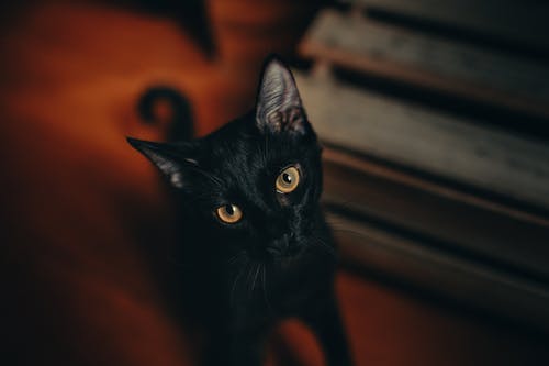 黑猫的特写摄影 · 免费素材图片