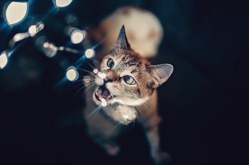 棕色的猫玩灯串 · 免费素材图片
