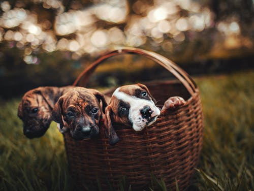 棕色编织篮子内的三只斑纹幼犬的选择性聚焦照片 · 免费素材图片