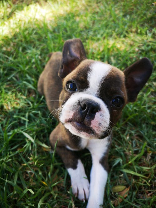 棕色和白色波士顿梗犬小狗坐在草地上的照片 · 免费素材图片