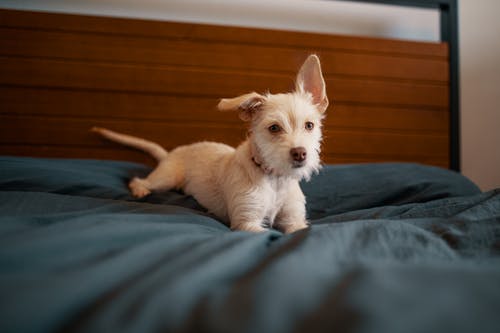 躺在床上的灰色毯子上的白色小狗 · 免费素材图片