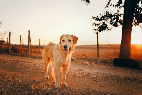 金毛寻回犬的照片 · 免费素材图片