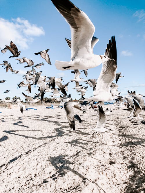 群海鸥飞过岸边 · 免费素材图片