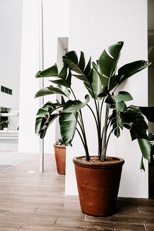 室内绿色植物 · 免费素材图片
