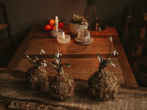 桌上的三个棕色花植物 · 免费素材图片