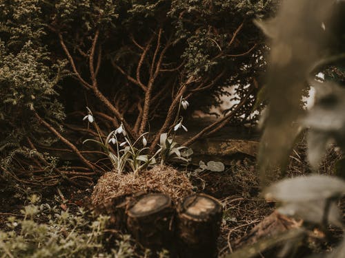 白色花瓣花 · 免费素材图片