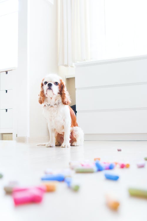 宠物狗坐在地板上 · 免费素材图片