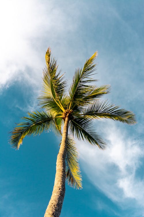 低角度摄影的棕榈树 · 免费素材图片