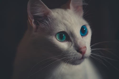 白猫 · 免费素材图片