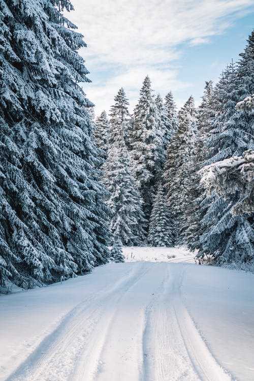 雪场树木附近的照片 · 免费素材图片