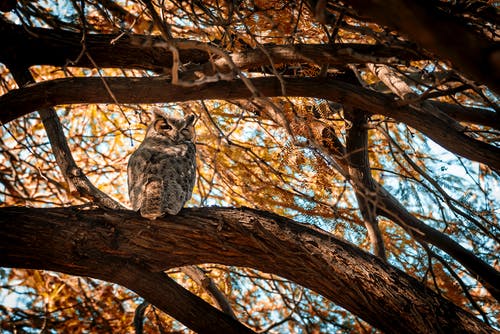 猫头鹰栖息在树枝上的照片 · 免费素材图片