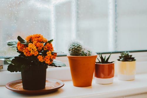 室内植物照片 · 免费素材图片