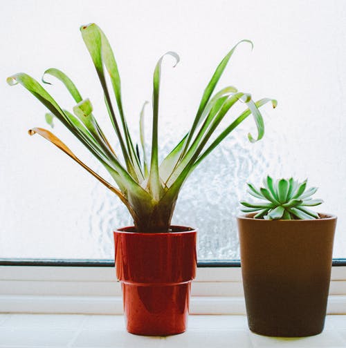 室内植物照片 · 免费素材图片