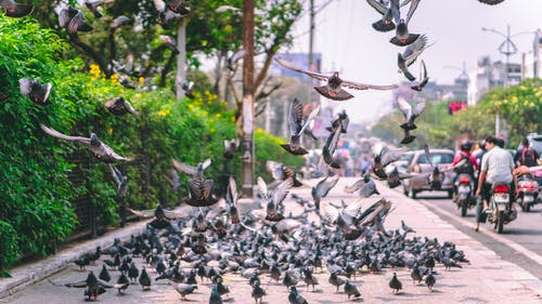 巷道旁边的鸽子群 · 免费素材图片