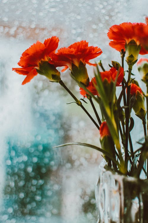 橙花瓣花朵的特写照片 · 免费素材图片