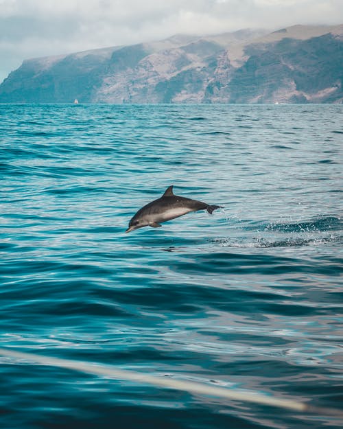 在水体上的灰海豚 · 免费素材图片