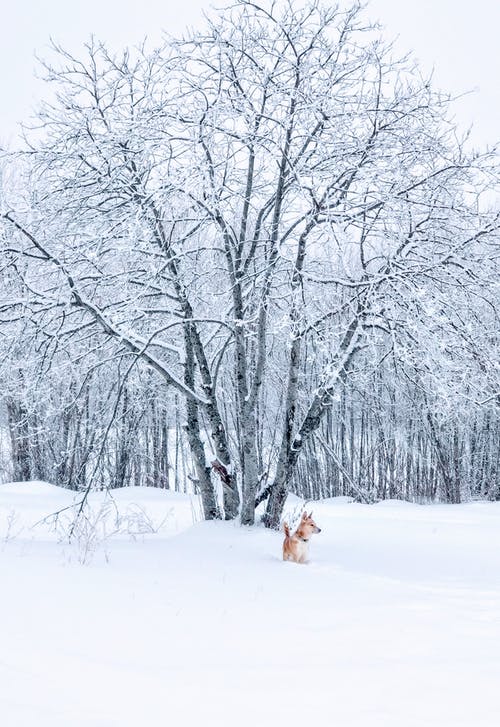 棕色的狗站在光秃秃的树旁边的雪原上 · 免费素材图片