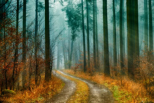 森林通路照片 · 免费素材图片