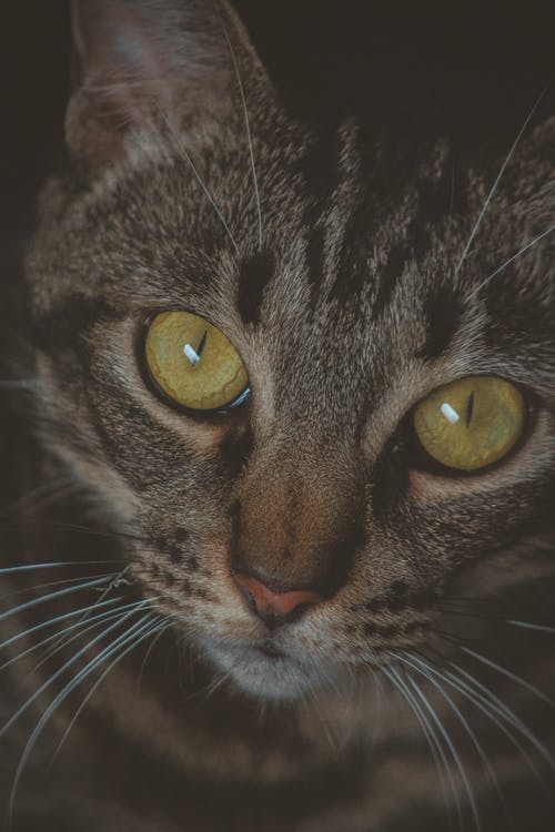 灰色的虎斑猫的特写照片 · 免费素材图片