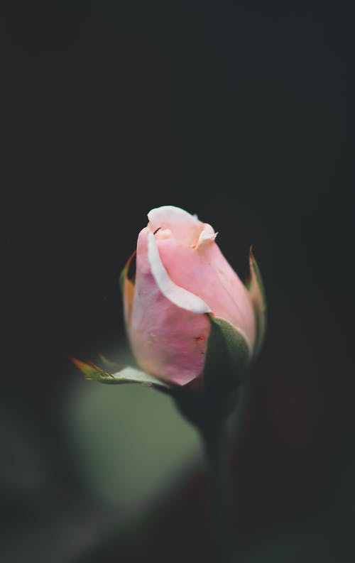 粉红玫瑰花选择性聚焦摄影 · 免费素材图片