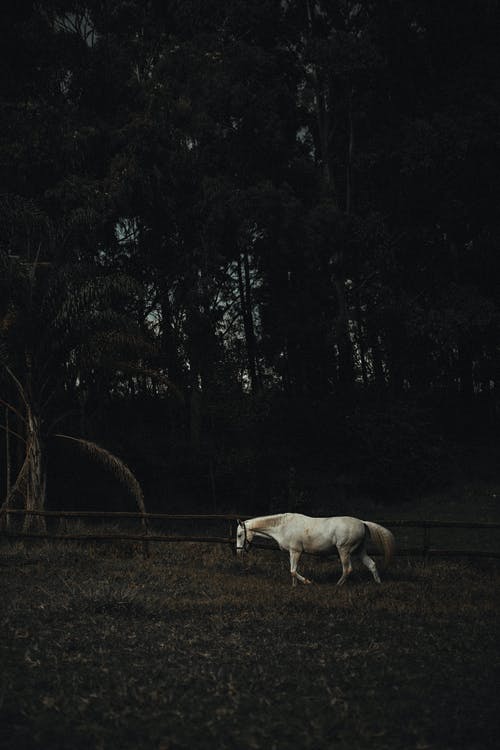 跨木栅栏的白马 · 免费素材图片