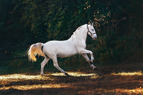 白色涂层马跑 · 免费素材图片