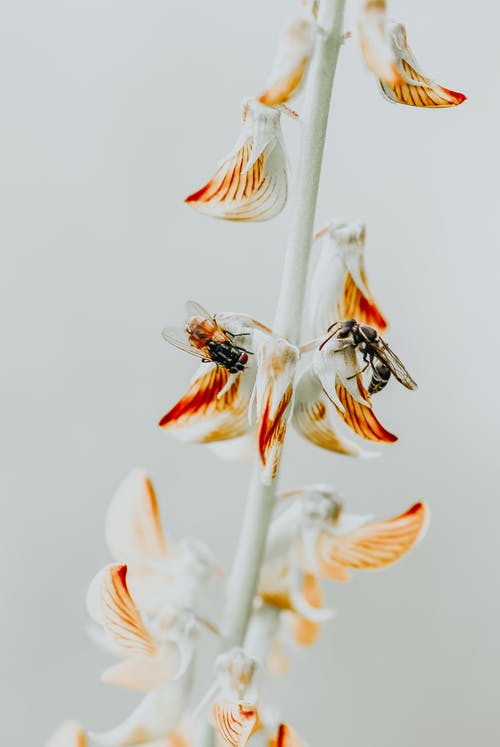 白色和橙色花瓣的花 · 免费素材图片