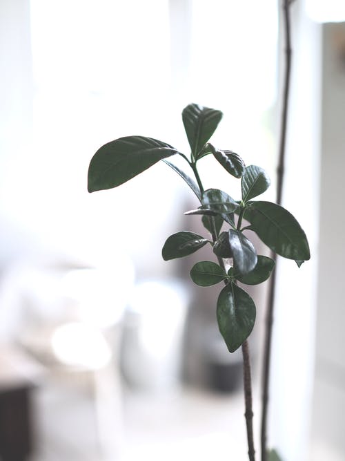 绿叶植物 · 免费素材图片