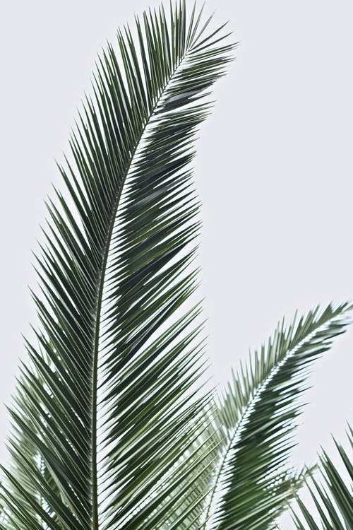 棕榈叶 · 免费素材图片