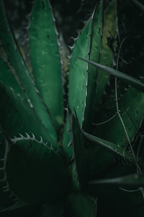 绿色尖刺植物 · 免费素材图片