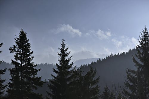 冬季山脉上的绿树 · 免费素材图片