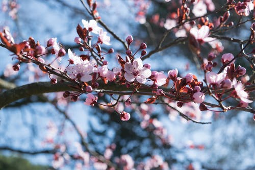 粉色樱花的选择性聚焦摄影 · 免费素材图片