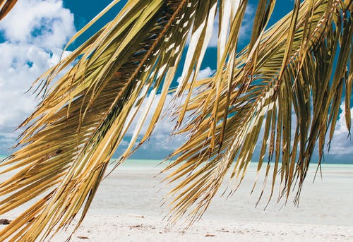 海边椰子树 · 免费素材图片