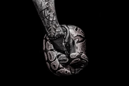 纹身的人持有python · 免费素材图片