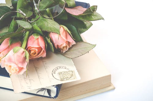 在书上的粉红玫瑰花朵 · 免费素材图片