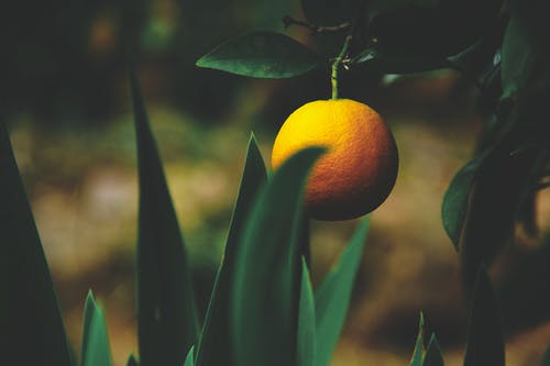 一棵树上的柑橘类水果 · 免费素材图片