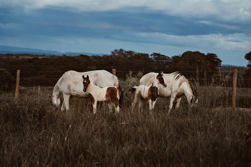 马和小马吃草 · 免费素材图片