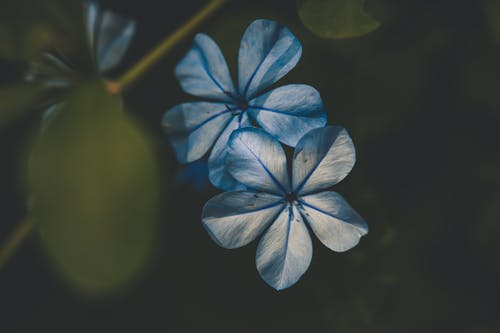 蓝色小花的特写照片 · 免费素材图片
