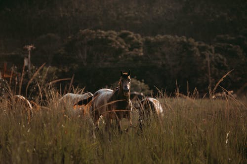 草原上的匹棕色的马 · 免费素材图片