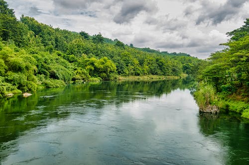 树木之间的河照片 · 免费素材图片