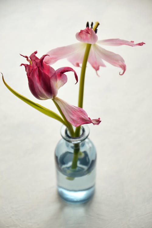 透明玻璃花瓶上的粉红色花瓣花 · 免费素材图片
