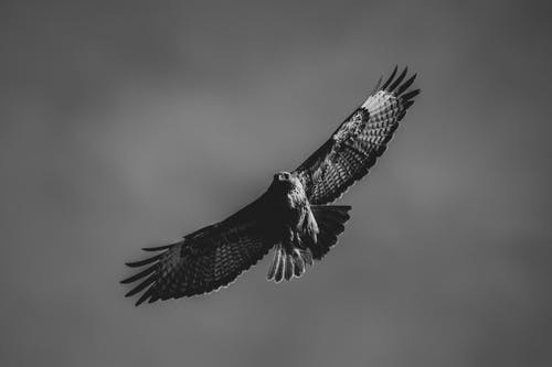 猎鹰的单色照片 · 免费素材图片