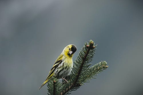 黄鹦鹉栖息在树上 · 免费素材图片