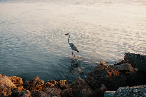 水面上的白鹤 · 免费素材图片