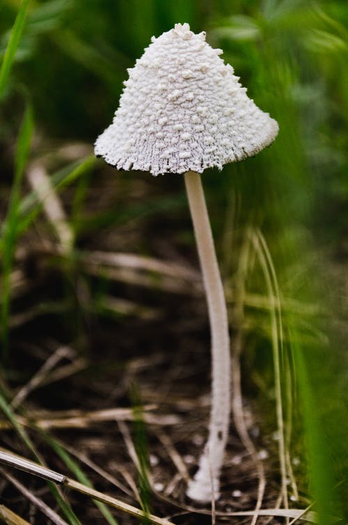 白蘑菇的宏观摄影 · 免费素材图片