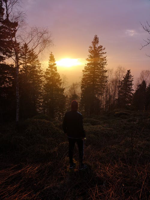 日落时站在树旁的人 · 免费素材图片