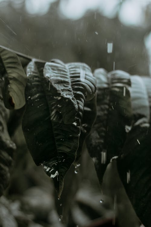 绿叶 · 免费素材图片